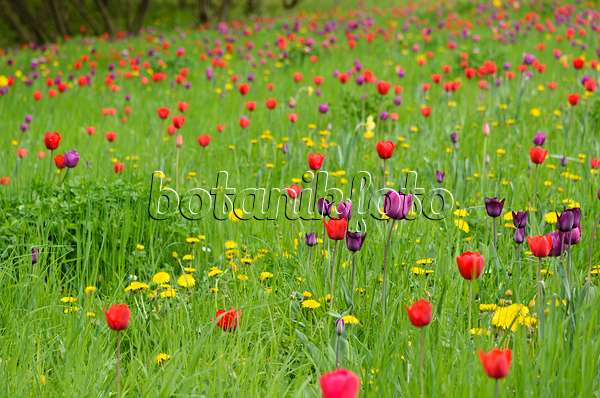 520044 - Meadow with tulips (Tulipa)