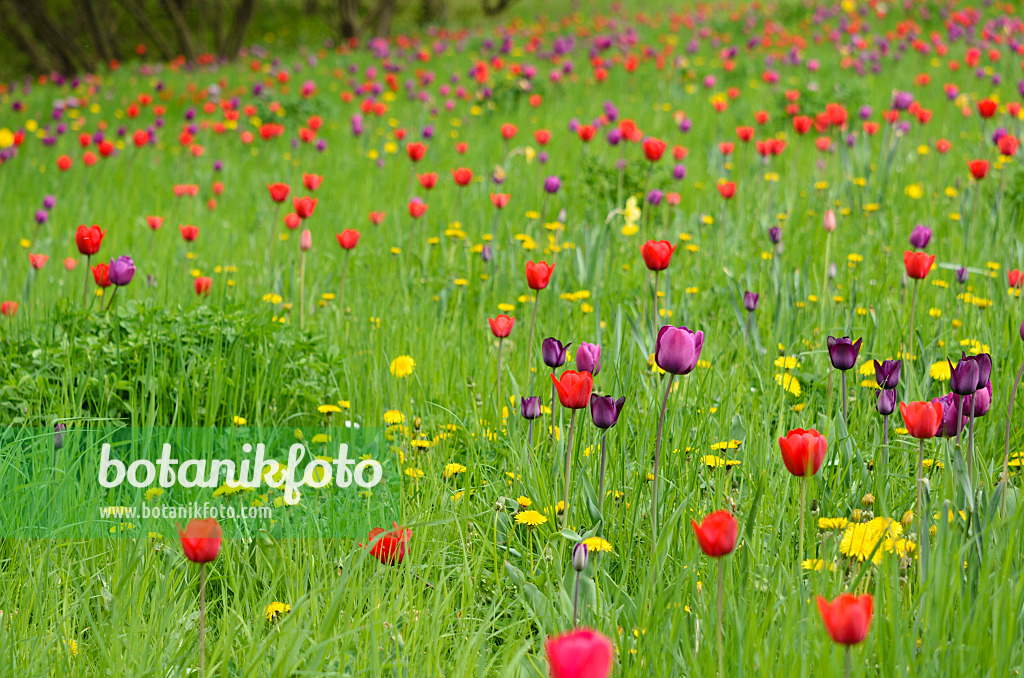 520044 - Meadow with tulips (Tulipa)