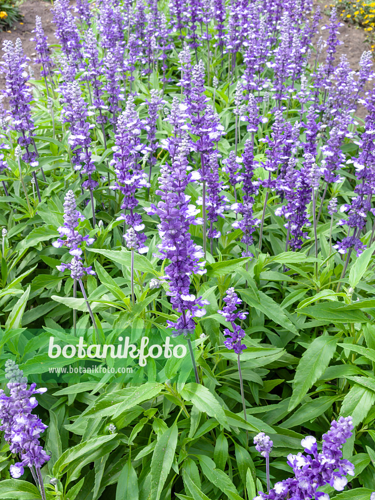 487208 - Mealy sage (Salvia farinacea 'Fairy Queen')