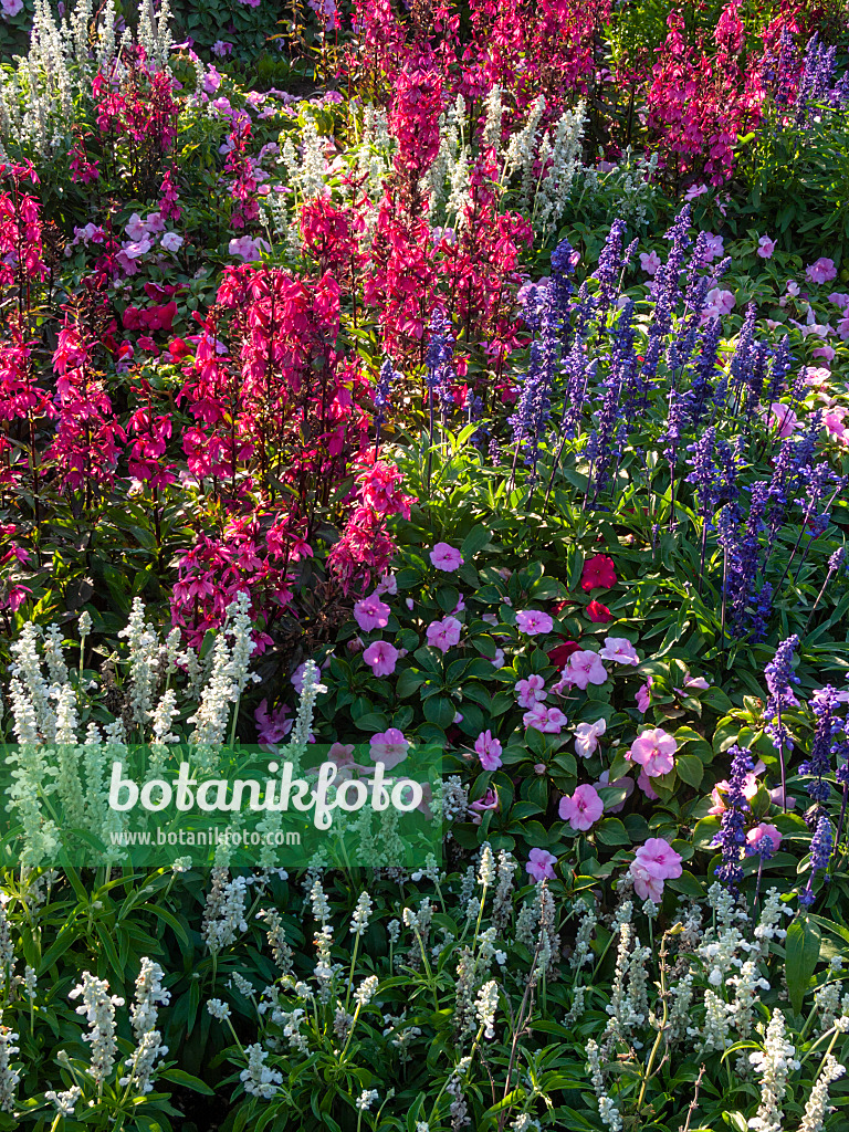 404058 - Mealy sage (Salvia farinacea), lobelia (Lobelia x speciosa) and buzy Lizzie (Impatiens walleriana)