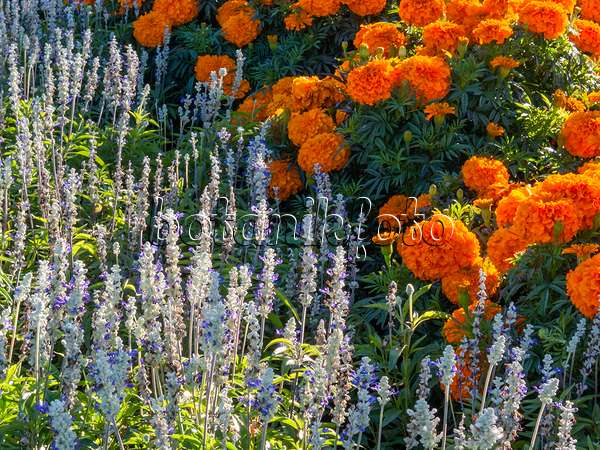 406022 - Mealy sage (Salvia farinacea 'Renaissance') and Mexican marigold (Tagetes erecta 'Queen Orange')