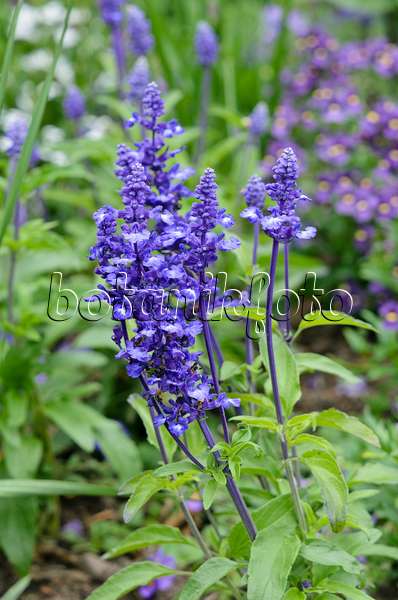 545084 - Mealy sage (Salvia farinacea 'Sallyfun Blue')