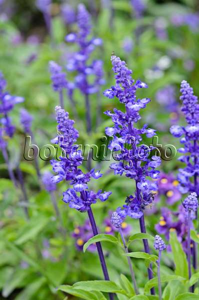 545086 - Mealy sage (Salvia farinacea 'Sallyfun Blue')