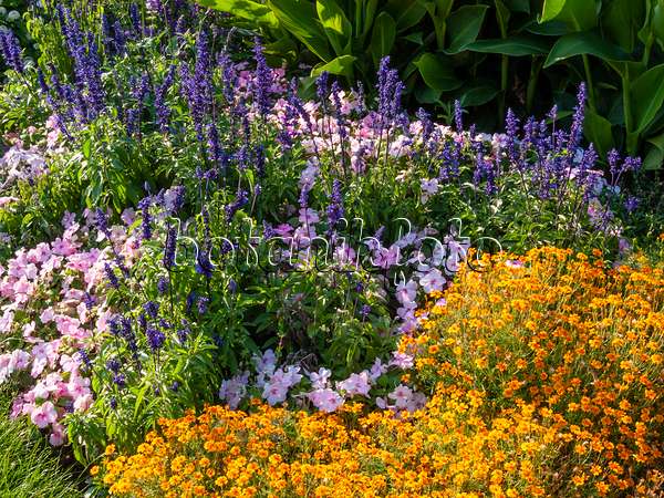 403067 - Mealy sage (Salvia farinacea 'Victoria'), buzy Lizzie (Impatiens walleriana) and marigold (Tagetes)