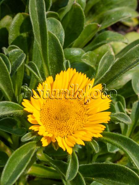 404020 - Mediterranean beach daisy (Asteriscus maritimus)