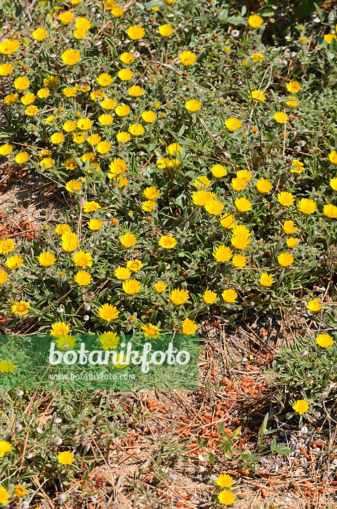 533057 - Mediterranean beach daisy (Asteriscus maritimus)