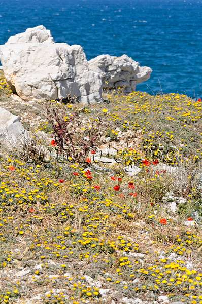 533147 - Mediterranean beach daisy (Asteriscus maritimus) and corn poppy (Papaver rhoeas)