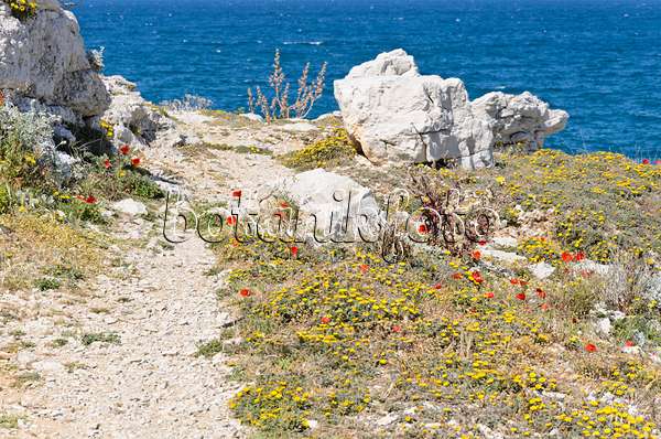 533148 - Mediterranean beach daisy (Asteriscus maritimus) and corn poppy (Papaver rhoeas)