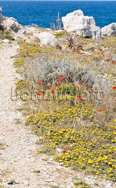 533149 - Mediterranean beach daisy (Asteriscus maritimus) and corn poppy (Papaver rhoeas)