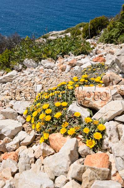 533152 - Mediterranean beach daisy (Asteriscus maritimus), Calanques National Park, France