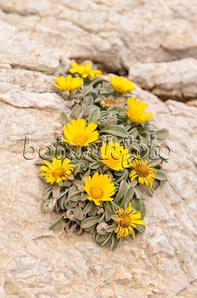533153 - Mediterranean beach daisy (Asteriscus maritimus)