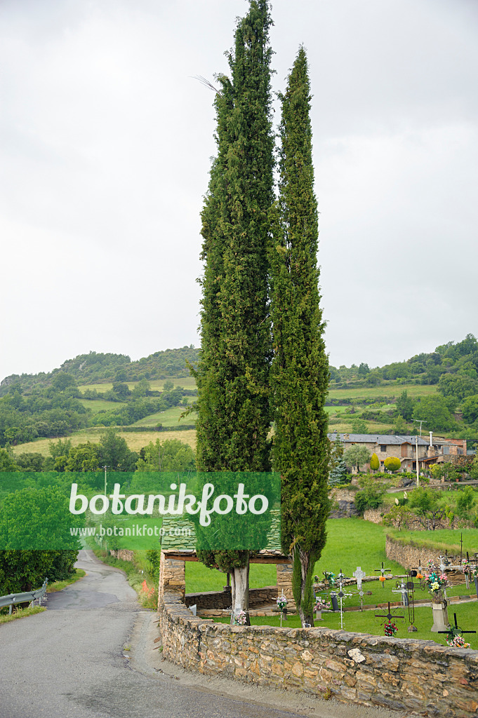 535398 - Mediterranean cypress (Cupressus sempervirens 'Stricta')