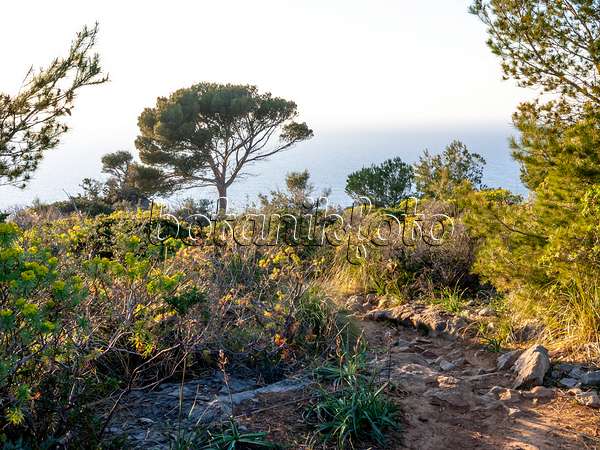 424038 - Mediterranean garrigue vegetation with stony path in hilly landscape, Mallorca, Spain