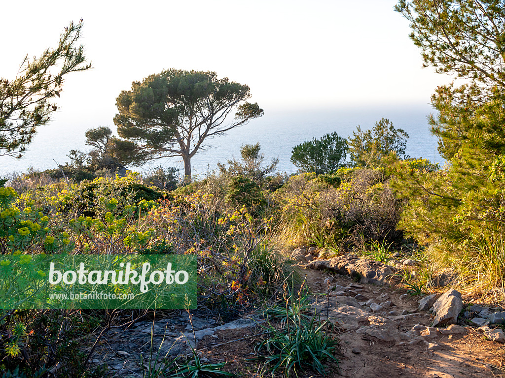 424038 - Mediterranean garrigue vegetation with stony path in hilly landscape, Mallorca, Spain