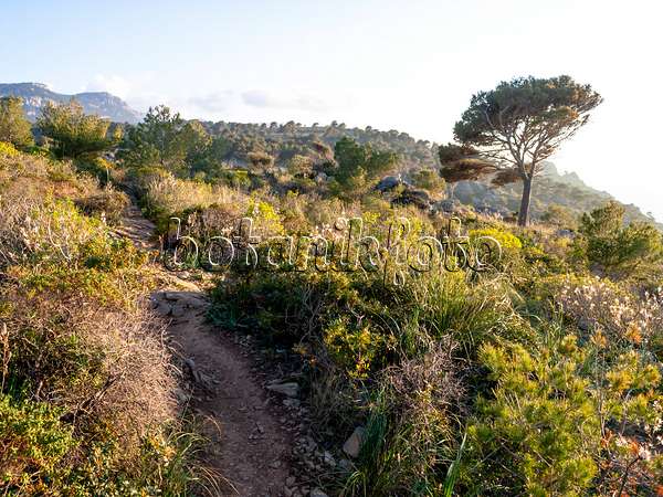 424040 - Mediterranean garrigue vegetation with stony path in hilly landscape, Mallorca, Spain