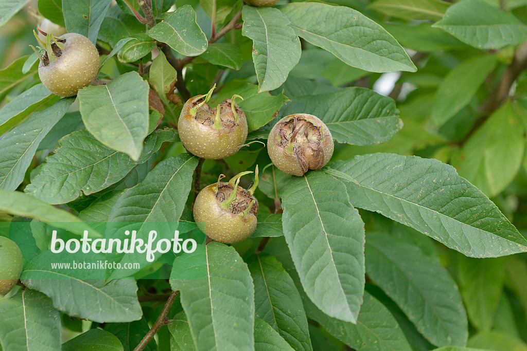 547207 - Medlar (Mespilus germanica 'Westerveld')