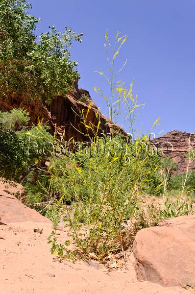 508328 - Mélilot officinal (Melilotus officinalis), Hunters Canyon, Utah, États-Unis
