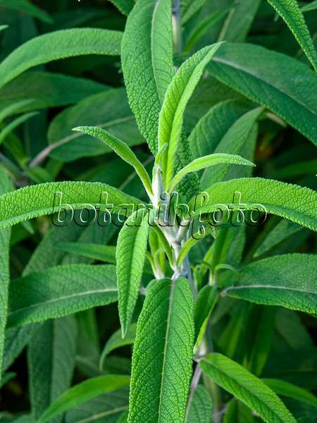 450063 - Mexican bush sage (Salvia leucantha)