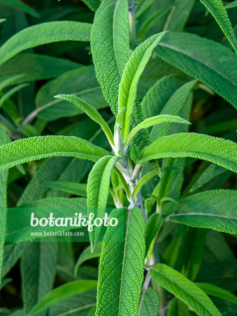 450063 - Mexican bush sage (Salvia leucantha)