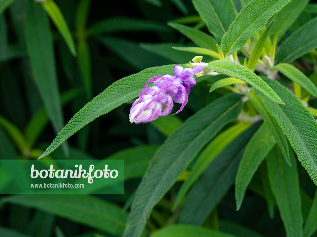 465306 - Mexican bush sage (Salvia leucantha)