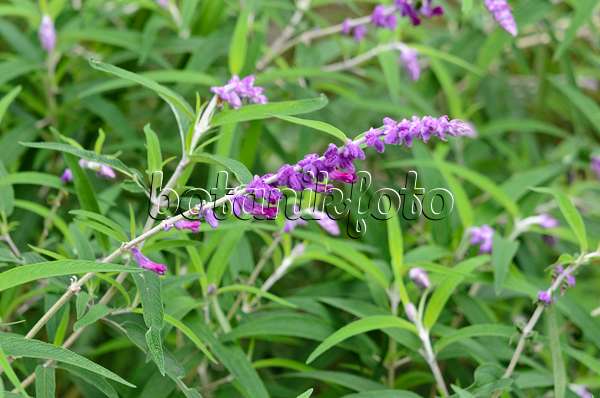 525314 - Mexican bush sage (Salvia leucantha)