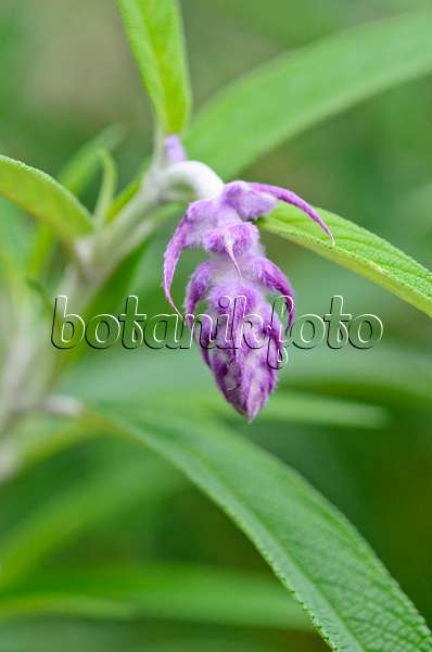 525315 - Mexican bush sage (Salvia leucantha)