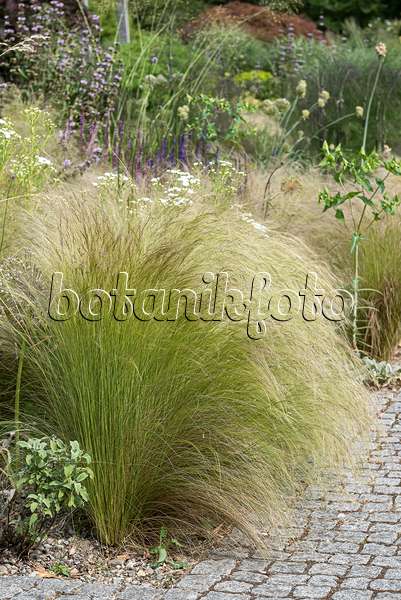 651544 - Mexican feather grass (Nassella tenuissima 'Ponytails' syn. Stipa tenuissima 'Ponytails')