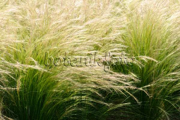 475068 - Mexican feather grass (Nassella tenuissima syn. Stipa tenuissima)