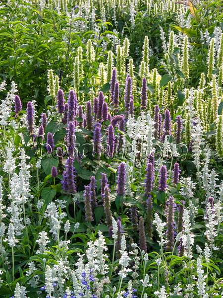 405015 - Mexican giant hyssop (Agastache mexicana)