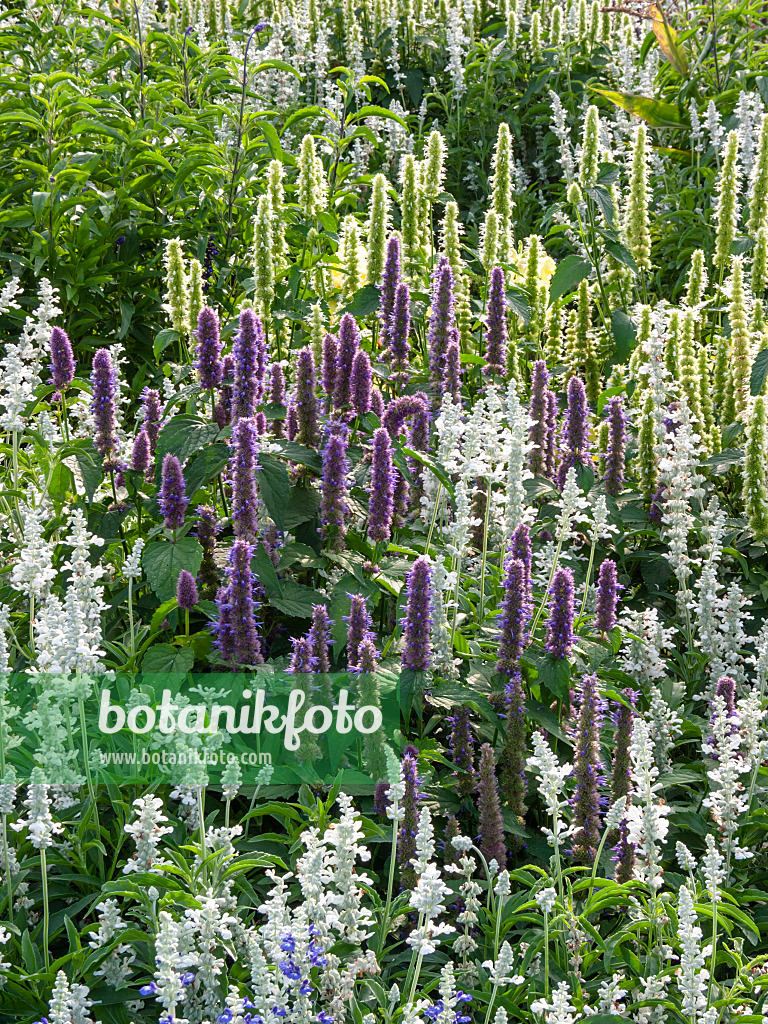 405015 - Mexican giant hyssop (Agastache mexicana)