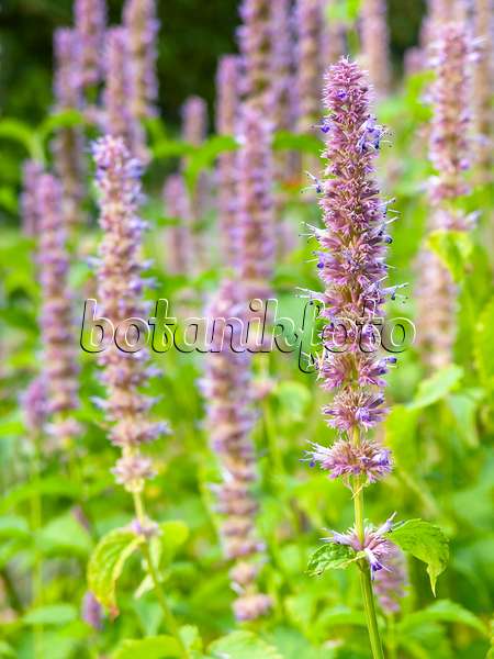 440223 - Mexican giant hyssop (Agastache mexicana)