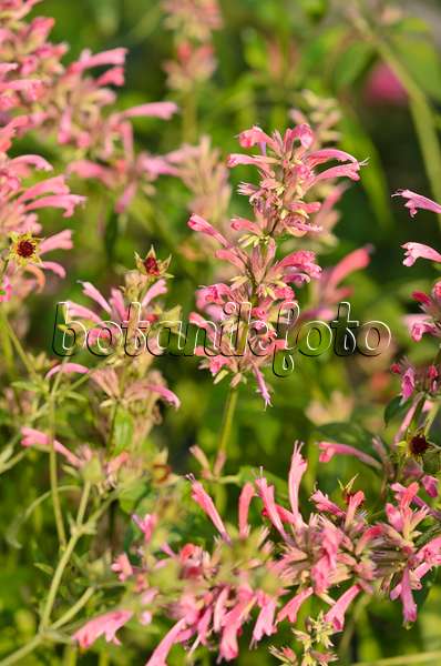 534428 - Mexican giant hyssop (Agastache mexicana 'Red Fortune')