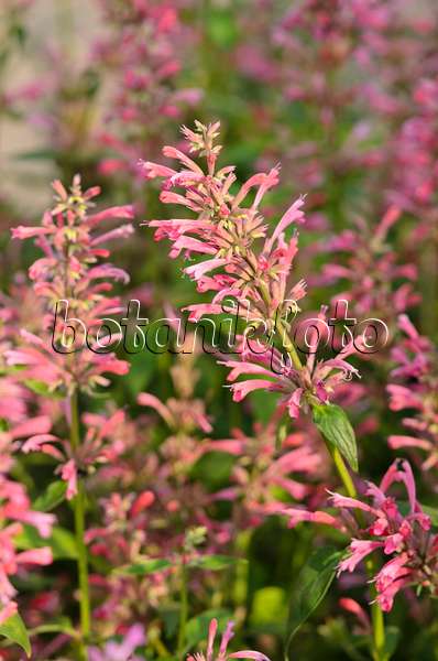 534429 - Mexican giant hyssop (Agastache mexicana 'Red Fortune')