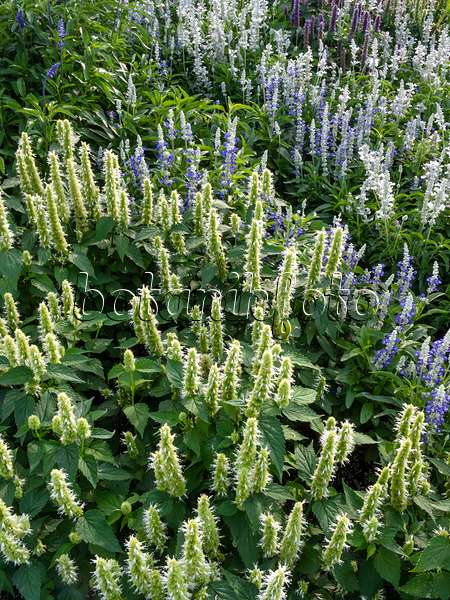 405013 - Mexican giant hyssop (Agastache mexicana) and sage (Salvia)