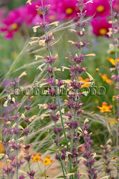 535157 - Mexican giant hyssop (Agastache Summer Glow)