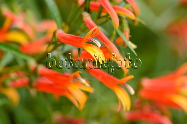 533024 - Mexican lobelia (Lobelia laxiflora)