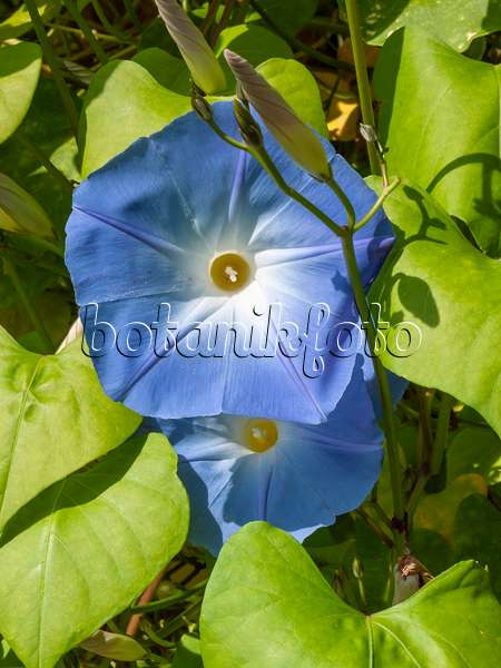 405029 - Mexican morning glory (Ipomoea tricolor)