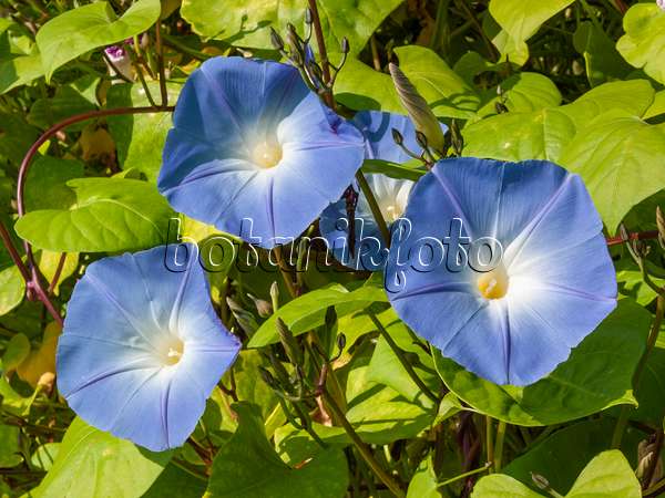 405047 - Mexican morning glory (Ipomoea tricolor)