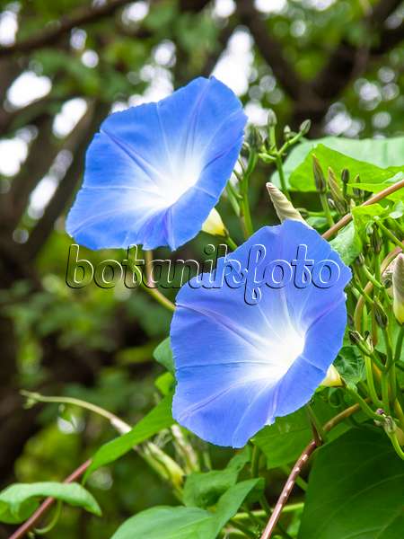 441020 - Mexican morning glory (Ipomoea tricolor)