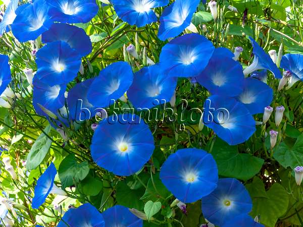 442001 - Mexican morning glory (Ipomoea tricolor)