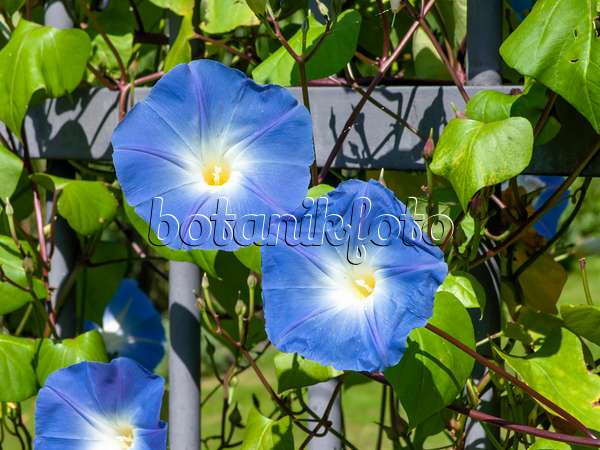 464002 - Mexican morning glory (Ipomoea tricolor)