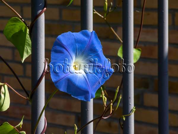 464004 - Mexican morning glory (Ipomoea tricolor)