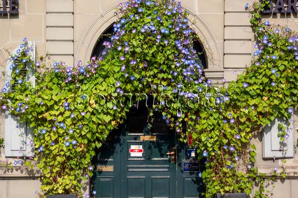 453126 - Mexican morning glory (Ipomoea tricolor), Bern, Switzerland
