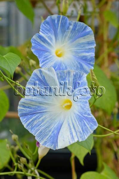 476163 - Mexican morning glory (Ipomoea tricolor 'Flying Saucers')