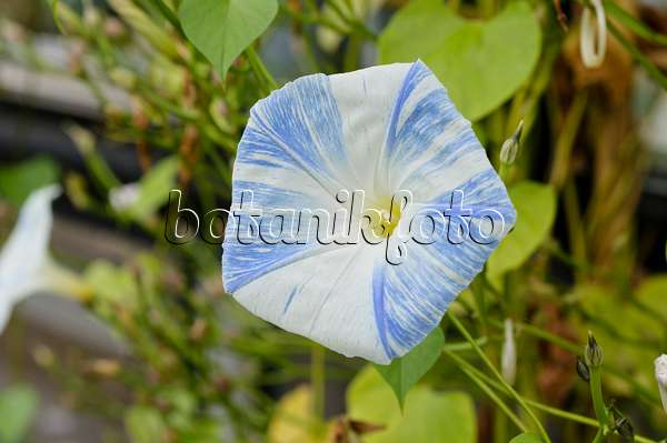 476268 - Mexican morning glory (Ipomoea tricolor 'Flying Saucers')