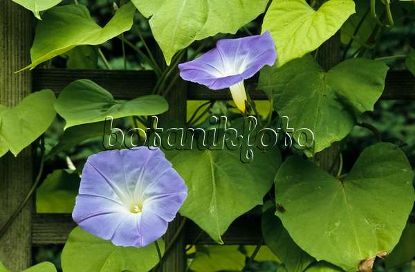 430268 - Mexican morning glory (Ipomoea tricolor 'Heavenly Blue')