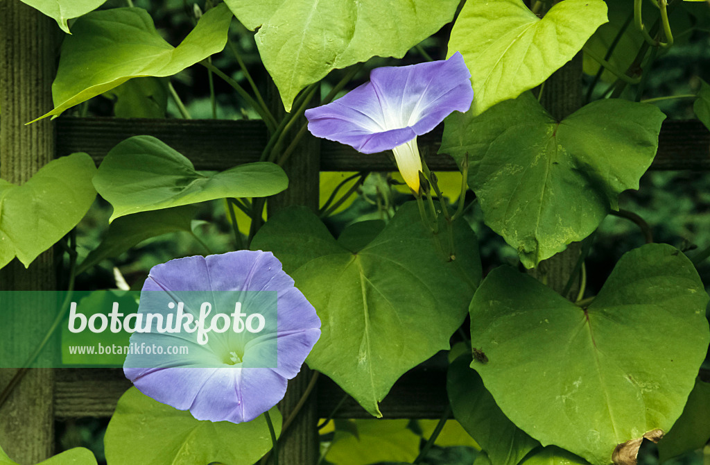 430268 - Mexican morning glory (Ipomoea tricolor 'Heavenly Blue')