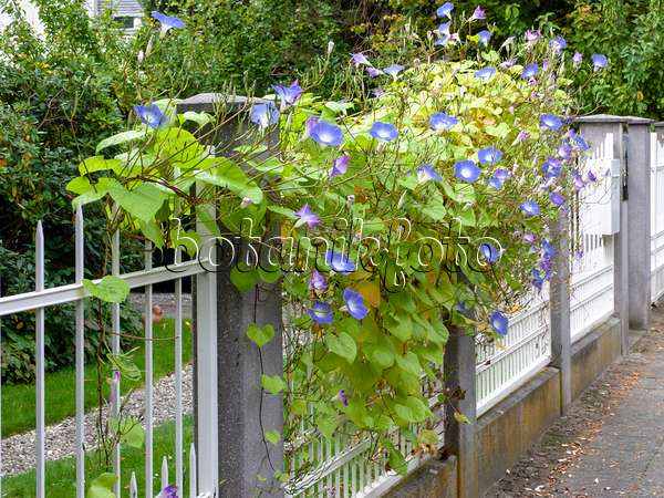 477130 - Mexican morning glory (Ipomoea tricolor) on a garden fence