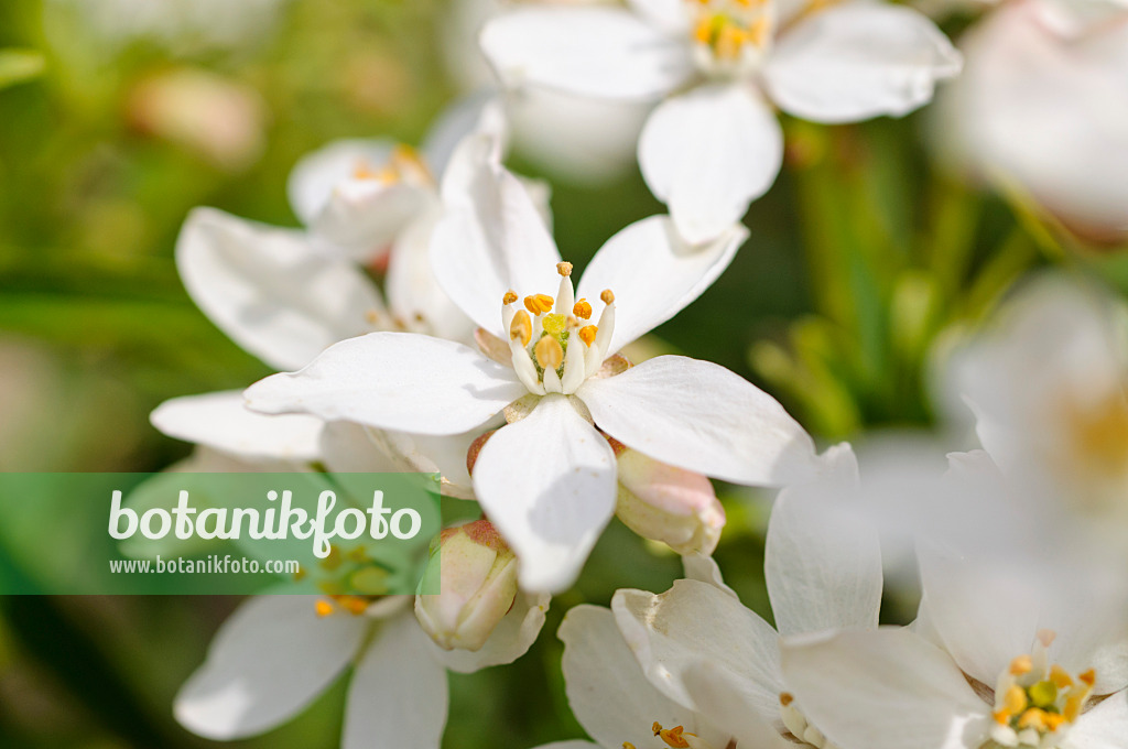 484152 - Mexican orange blossom (Choisya ternata)