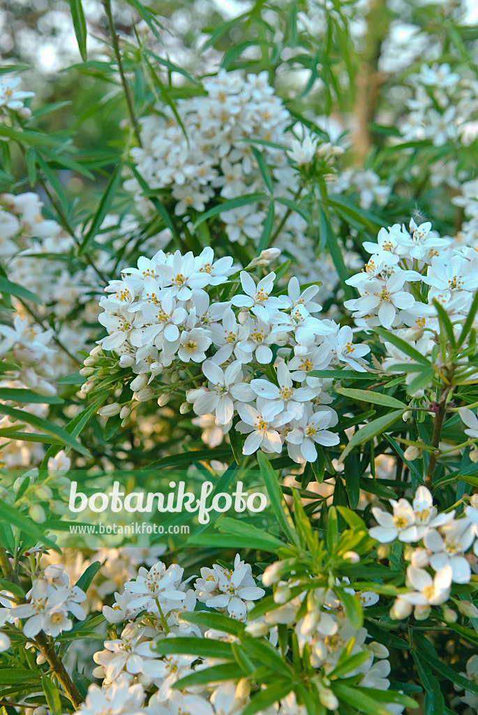 502147 - Mexican orange blossom (Choisya ternata 'Aztec Pearl' syn. Choisya x dewitteana 'Aztec Pearl')